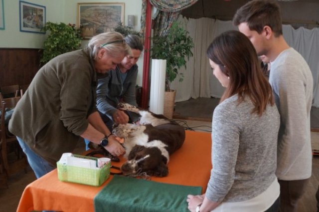 Erste Hilfe für den Hund